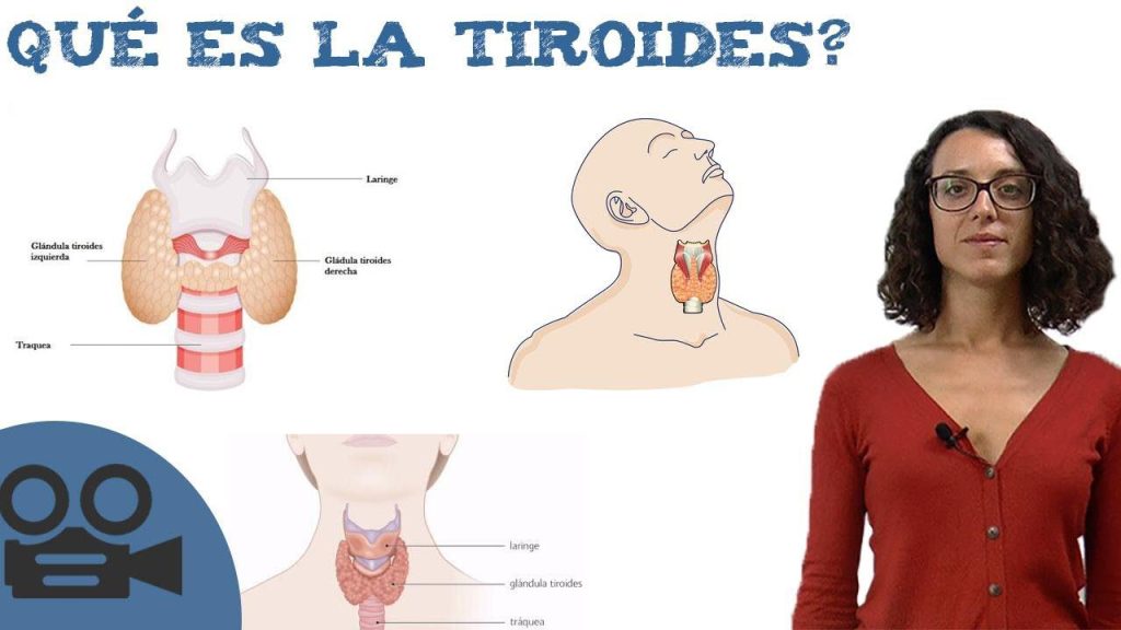 Tratamiento : ¿Qué es la Glándula Tiroides?