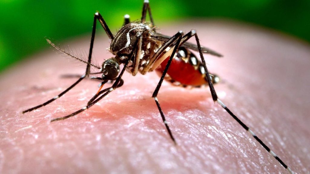 Dengue: Medidas para prevenirlo